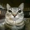 meownnie
