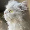 isweddy