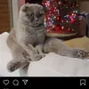 goodladdds