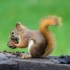 xxsquirrel890