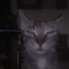 kirxroo