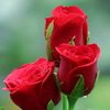 mazharmughal966