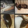 animal_stories
