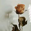 siskay8_