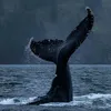 polaris_waves