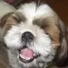 minitoradesu