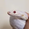 osuzumaru