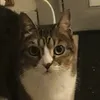 mekow_neko