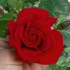 🌹BETÜL🌹ASLAN BURCU🌹