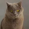 chesterrthecat