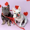 bj_kc_thefrenchie