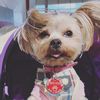 kali_the_puppy