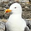 seagull0406