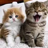 noor31_dalytofdacoldnyt3
