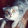 kitkat_kiv