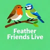 feather_friends_live