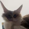 notcaline28