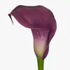 thepurplelilly