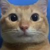 mr.meow1104