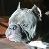winstonethebully