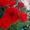 roa.syr4
