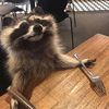 hungry_raccoon._
