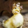 duckyy490