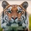 istandaloneliketiger