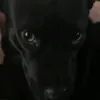 pipovstb52