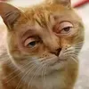 kemetaone_12