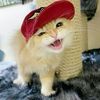 dumbfrogwithcowboyhat