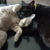 _catsmeowmeow_