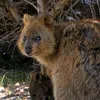 distinctquokka