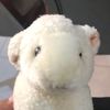 eternalsheep7