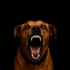 mazso_german_shepherd