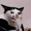 toesuckle