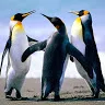 dineshsingh70261