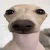 wpprowwp