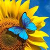 girasol8407