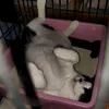 tayothecat