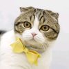 funny_cats_family