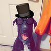 danielthedandelion