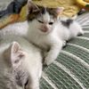 whsysocute