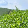 tranhuong.baoloc