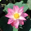 ketao79