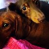 teamdoxieden
