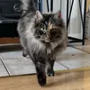 shlaffs7