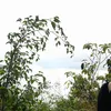 lieunhuyenbg