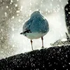 abualalaa74