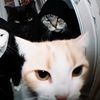 pusslovaa